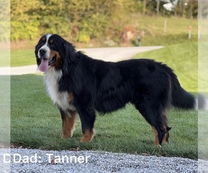 Father of the Bernese Mountain Dog puppies born on 10/10/2022