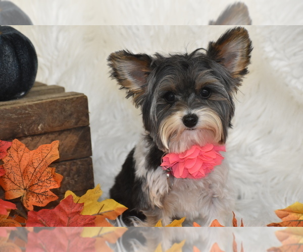 Medium Photo #2 Yorkshire Terrier Puppy For Sale in ELDORADO, OH, USA