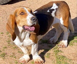 Basset Hound Dogs for adoption in Deepwater, NJ, USA