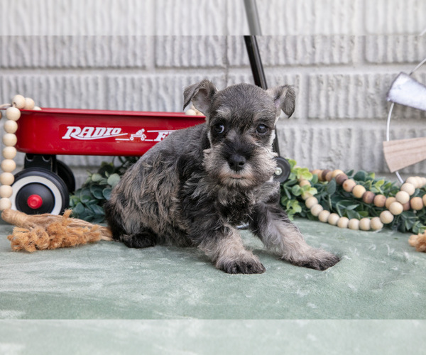 Medium Photo #15 Schnauzer (Miniature) Puppy For Sale in BALTIC, OH, USA
