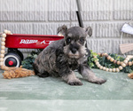 Small Photo #15 Schnauzer (Miniature) Puppy For Sale in BALTIC, OH, USA