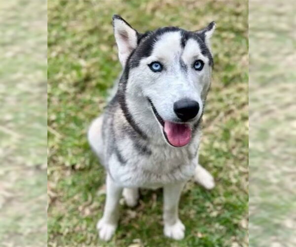 Medium Photo #2 Siberian Husky Puppy For Sale in Riverside, CA, USA