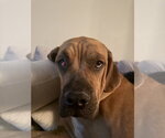 Small Photo #2 Mastiff Puppy For Sale in Goodyear, AZ, USA