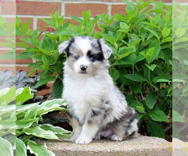 Medium Photo #2 Miniature Australian Shepherd Puppy For Sale in NEW PROVIDENCE, PA, USA