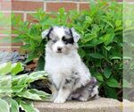 Small #1 Miniature Australian Shepherd