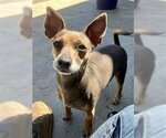 Small Photo #2 Chihuahua Puppy For Sale in Ojai, CA, USA