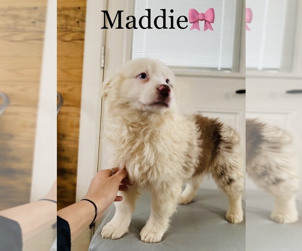 Medium Photo #7 Australian Shepherd Puppy For Sale in COOKEVILLE, TN, USA