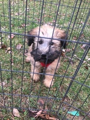 Soft Coated Wheaten Terrier Puppy for sale in GREENWOOD, IN, USA