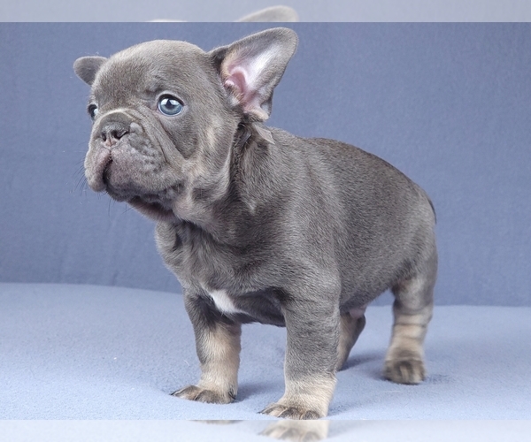 Medium Photo #4 French Bulldog Puppy For Sale in BOSTON, MA, USA