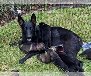Mother of the German Shepherd Dog puppies born on 12/05/2021