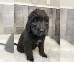 Small Photo #4 Bernedoodle Puppy For Sale in PRESCOTT, WA, USA