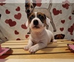 Puppy Puppy 1 Jack Russell Terrier