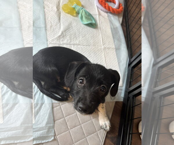 Medium Photo #4 Mutt Puppy For Sale in Wheaton, IL, USA