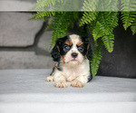 Puppy Bambi Cavalier King Charles Spaniel