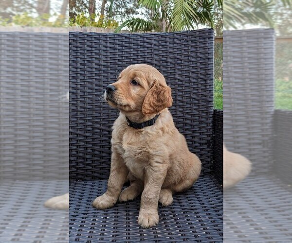 Medium Photo #2 Golden Retriever Puppy For Sale in SAN MARCOS, CA, USA