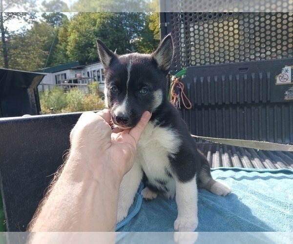Medium Photo #2 Siberian Husky Puppy For Sale in LONG EDDY, NY, USA