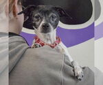 Small #4 Italian Greyhound-Rat Terrier Mix