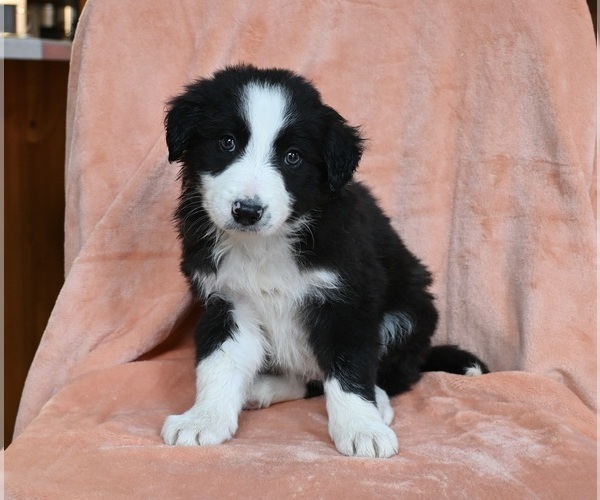 Medium Photo #1 Border Collie Puppy For Sale in WARSAW, OH, USA