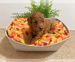 Small Photo #3 Poodle (Toy) Puppy For Sale in RANCHO CUCAMONGA, CA, USA