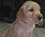 Puppy Navy Golden Irish-Golden Retriever Mix
