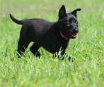 Puppy Storm Belgian Malinois