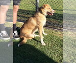 Small #1 Australian Shepherd Mix