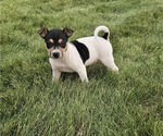 Puppy Sir Riley Rat Terrier