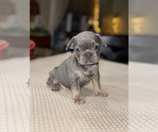 Medium Photo #54 French Bulldog Puppy For Sale in HILTON, NY, USA
