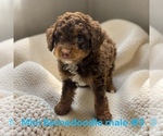 Small #5 Bernedoodle (Miniature)