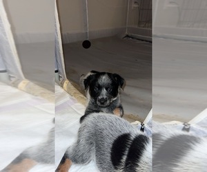 Australian Cattle Dog Puppy for sale in GAINESVILLE, GA, USA
