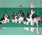 Small Photo #4 Basset Hound Puppy For Sale in LAKESIDE, CA, USA