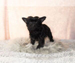 Small Photo #11 YorkiePoo Puppy For Sale in NAPPANEE, IN, USA