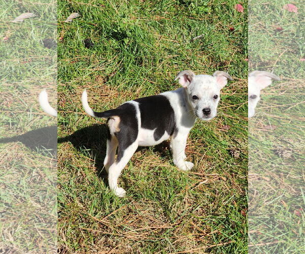 Medium Photo #5 Boston Huahua Puppy For Sale in St. Louis Park, MN, USA