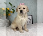 Small #2 Golden Retriever