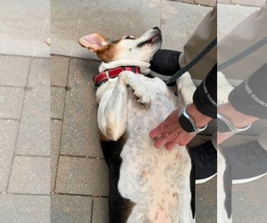 Peaches (Foster or Adopter needed!) - Female Mutt Dog for Adoption - Photo #6