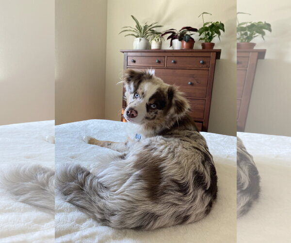 Medium Photo #3 Australian Shepherd-Unknown Mix Puppy For Sale in Dallas, TX, USA