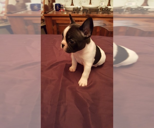 Medium Photo #9 French Bulldog Puppy For Sale in LAKE BUTLER, FL, USA