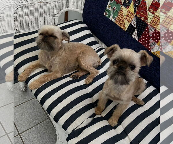 Medium Photo #2 Brussels Griffon Puppy For Sale in Fort Wayne, IN, USA