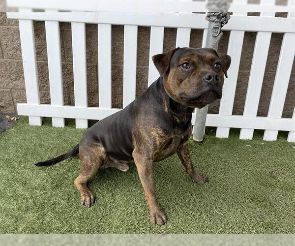 Medium Photo #1 Mutt Puppy For Sale in Modesto, CA, USA