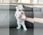 Small #1 Yorkshire Terrier