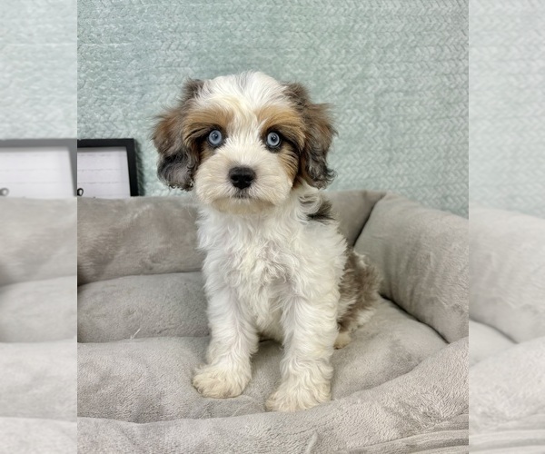 Medium Photo #4 Cavapoo Puppy For Sale in FRANKLIN, IN, USA