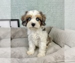 Small #3 Cavapoo