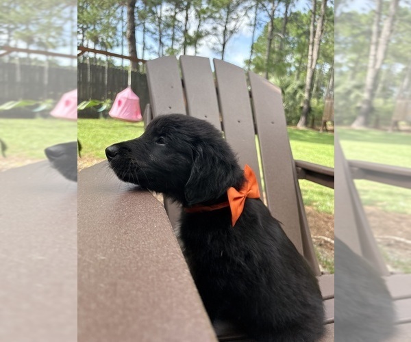 Medium Photo #7 Gollie Puppy For Sale in SANTA ROSA BEACH, FL, USA