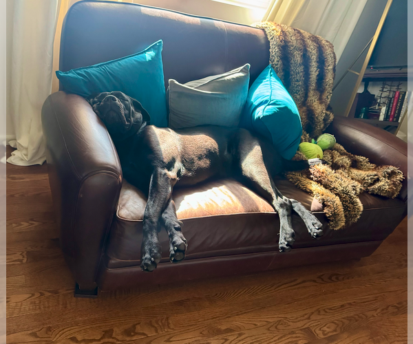 Medium Photo #3 Mutt Puppy For Sale in Goodyear, AZ, USA