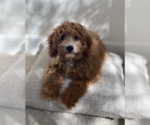 Small Photo #1 Cavapoo Puppy For Sale in EL DORADO HILLS, CA, USA