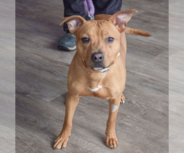 Medium Photo #4 American Staffordshire Terrier-Boxer Mix Puppy For Sale in Huntley, IL, USA