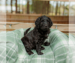 Small Photo #11 Goldendoodle Puppy For Sale in GREENBRIER, AR, USA