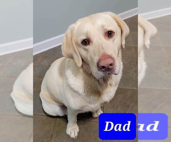 Medium Photo #1 Labrador Retriever Puppy For Sale in PACOLET, SC, USA
