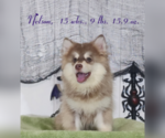 Puppy 2 Pomsky