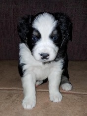 Miniature Australian Shepherd Puppy for sale in OCONTO FALLS, WI, USA
